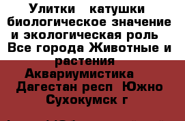 Улитки – катушки: биологическое значение и экологическая роль - Все города Животные и растения » Аквариумистика   . Дагестан респ.,Южно-Сухокумск г.